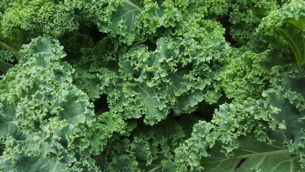 Kale during pregnancy